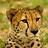 vamsi